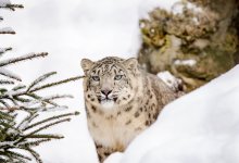 Семья снежных барсов попала в объектив фотоловушки в Кольсае