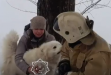 Трогательное спасение собаки сняли на видео в Риддере
