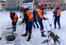 Упавшую в колодец собаку спасли в Астане