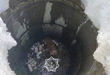 Упавшую в колодец собаку спасли в Актюбинской области (ВИДЕО)