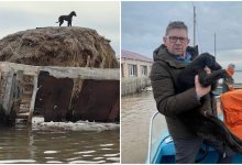 Спасающие собак депутаты умилили Казнет