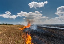 Какому животному может навредить сжигание сухой травы – МЧС