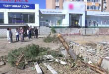 Десятки деревьев уничтожили за ночь в Актобе