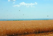 Российская саранча залетает на казахстанские поля