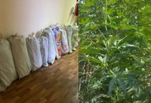 Более 280 кустов конопли вырастил в огороде житель Туркестанской области