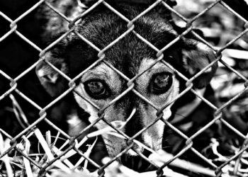 Казахстанцы требуют наказывать живодеров лишением свободы на 5-7 лет