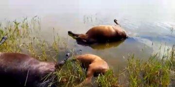 Молния убила табун лошадей в Карагандинской области