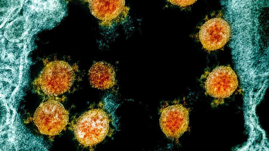 Войны, пандемия и птичий грипп: смотрите, как 2020 год хотел убить все живое 1