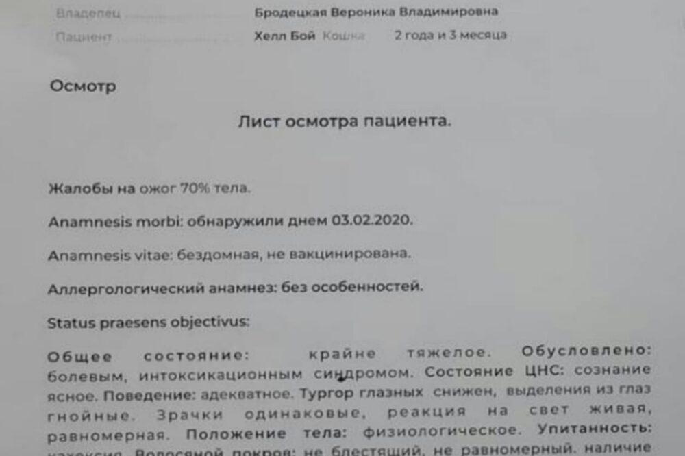 В Нур-Султане живодеры заклеили глаза коту и бросили его в огонь 3 В Нур-Султане живодеры заклеили глаза коту и бросили его в огонь 2