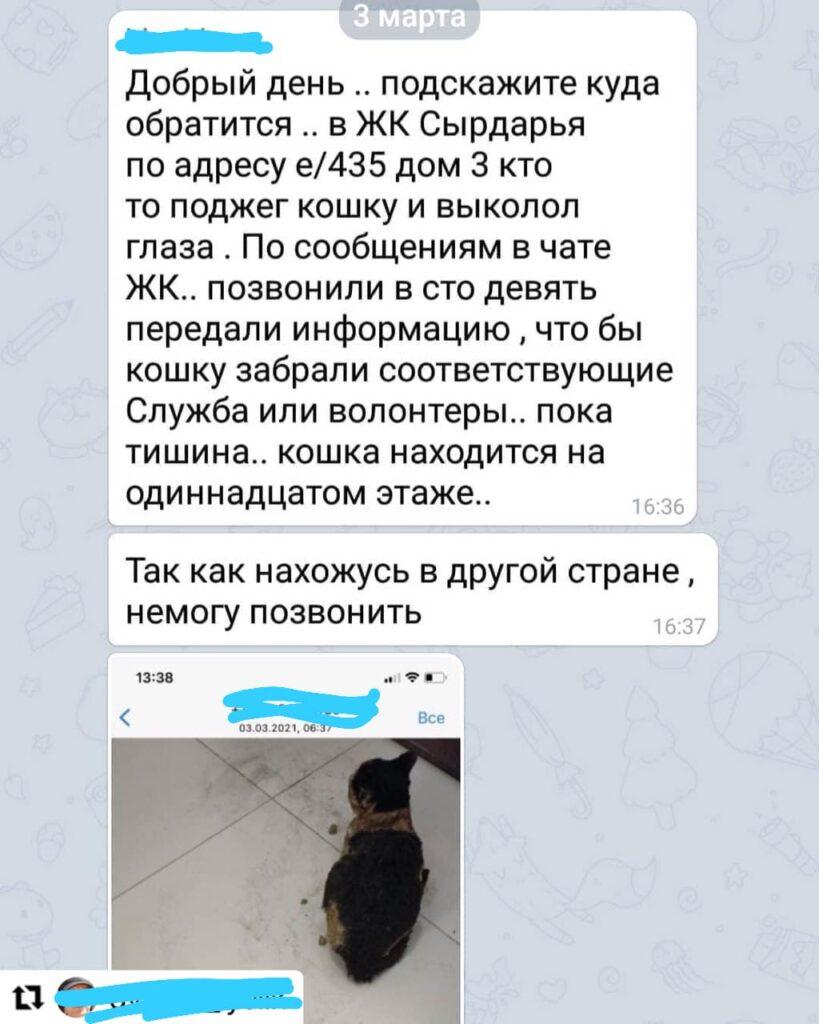 В Нур-Султане живодеры заклеили глаза коту и бросили его в огонь 2 В Нур-Султане живодеры заклеили глаза коту и бросили его в огонь 1